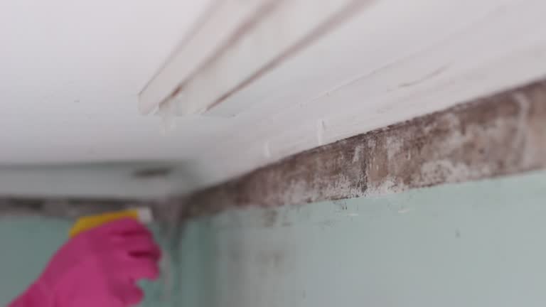 Professional Mold Removal in Gloster, MS